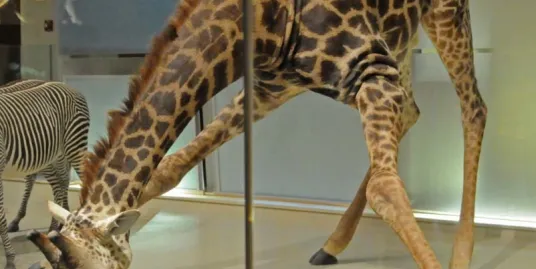 Play Date at NMNH: Spots & Stripes