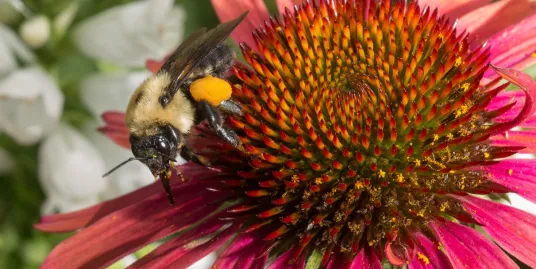 The World & Me: Pollinator Celebration!