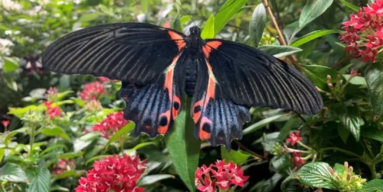 Play Date at NMNH: Exploring Color with Insects
