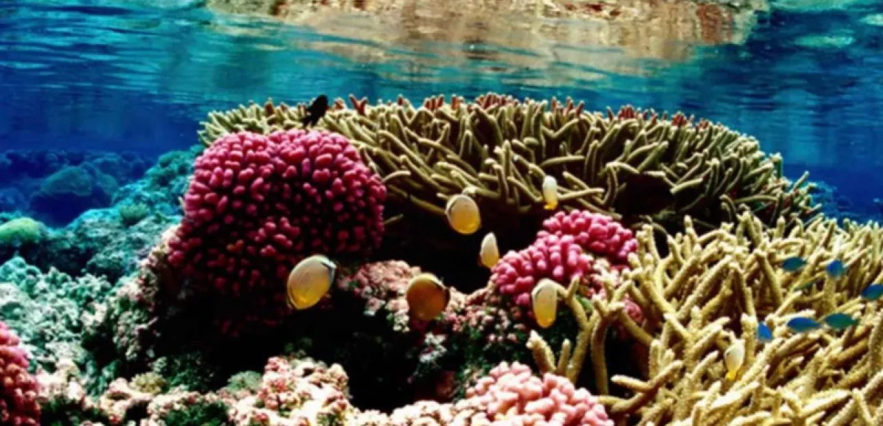 Play Date at NMNH: Colorful Corals