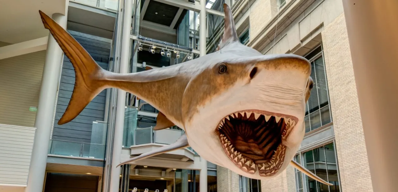 Play Date at NMNH: Mighty Megalodon!