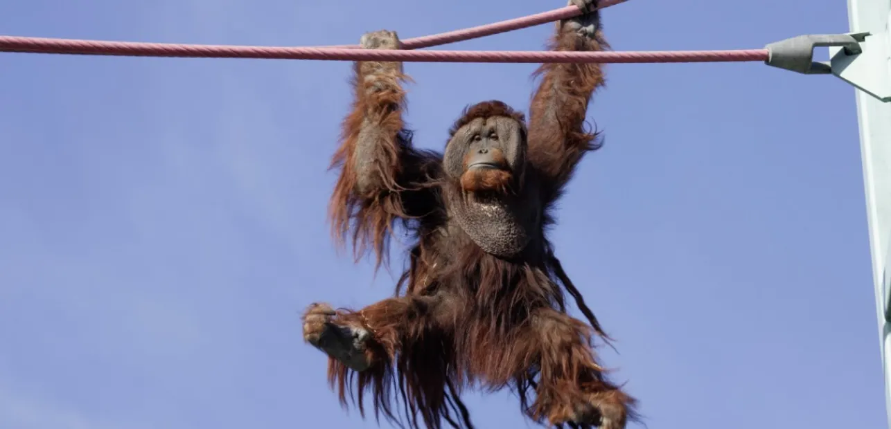 Play Date at NMNH: World Orangutan Day!
