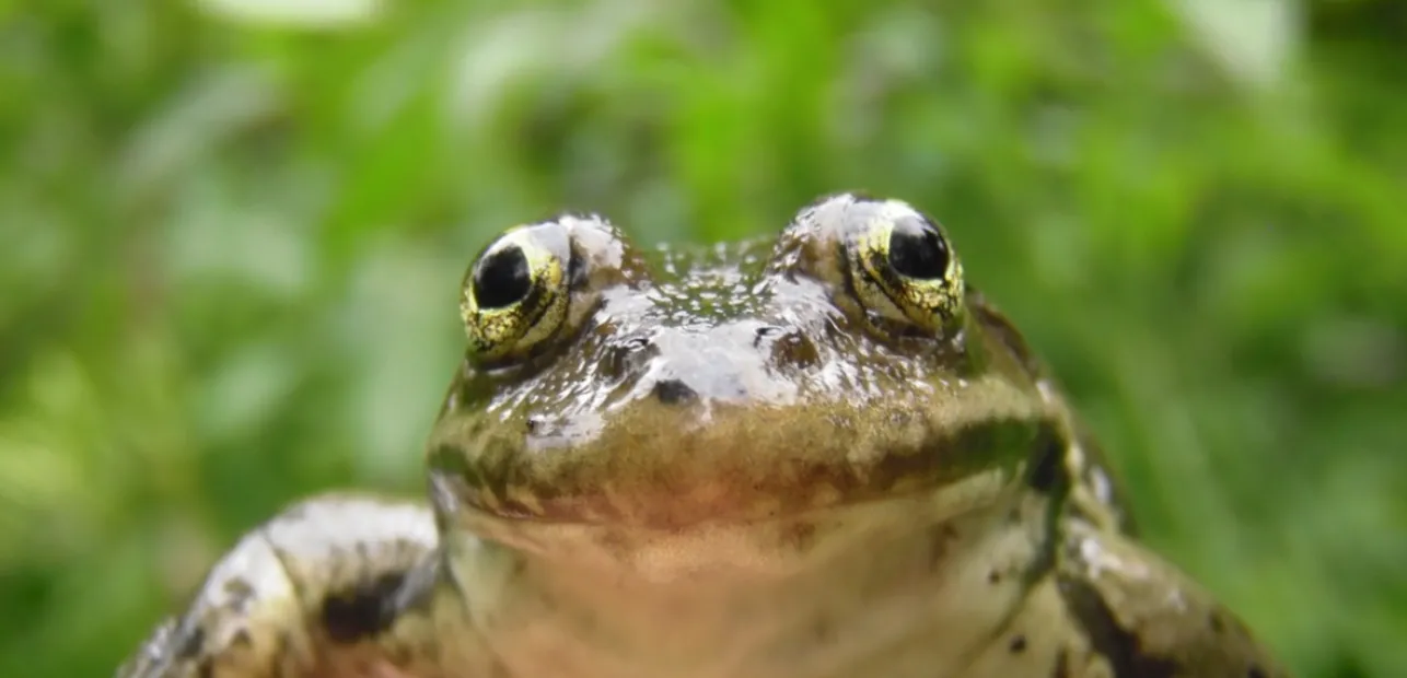 The World and Me: Amphibian Week Kickoff Celebration with the USDA Forest Service and Friends!