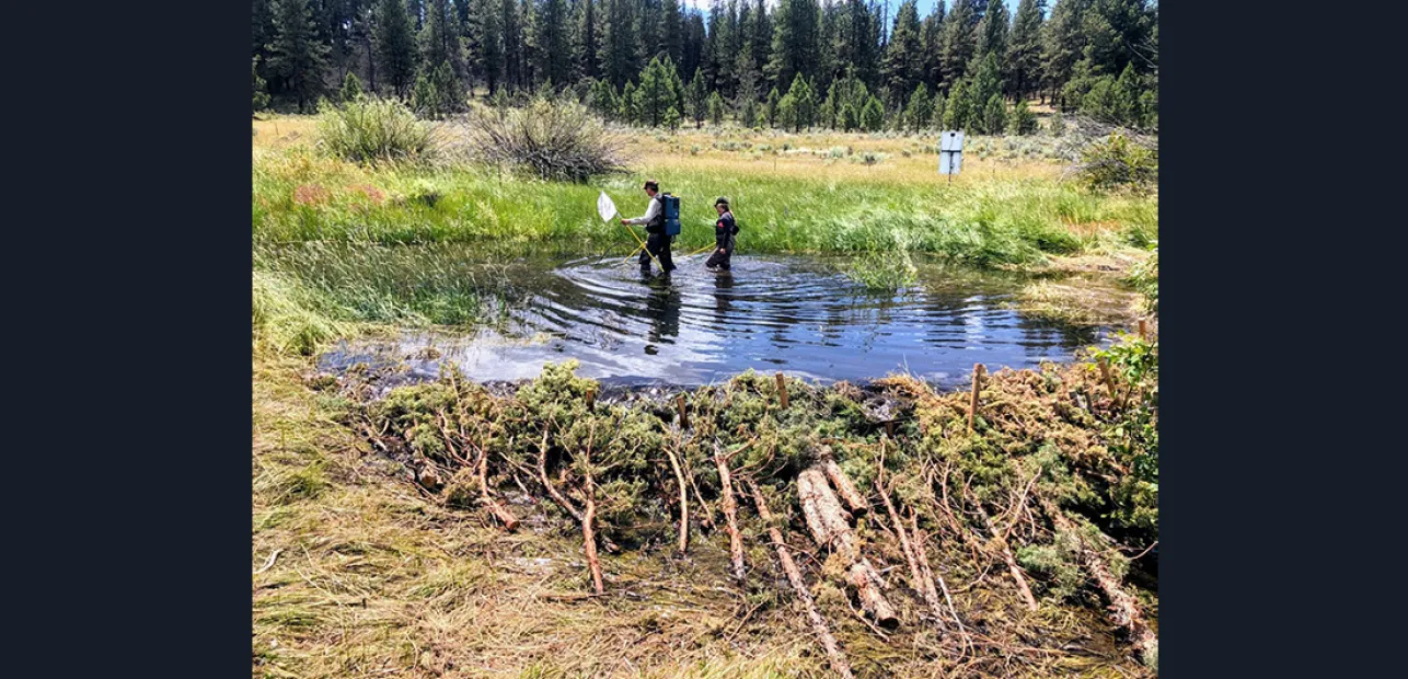 Busy Beavers: Restoring Riverscapes