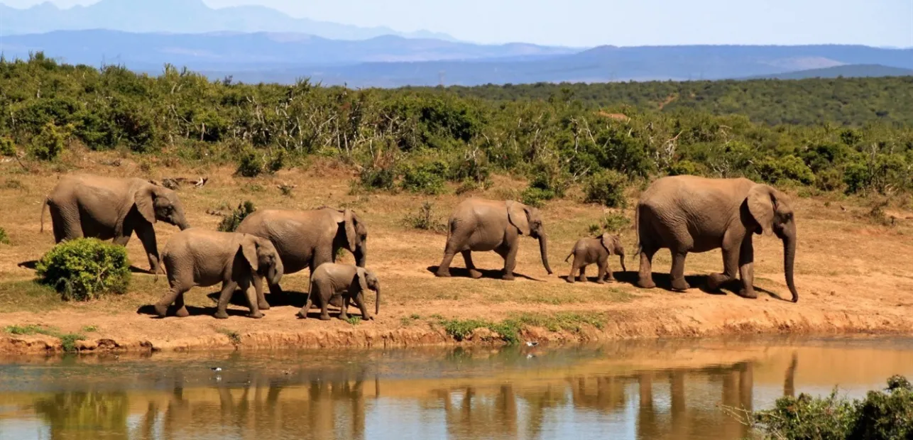 Play Date at NMNH: World Elephant Day!