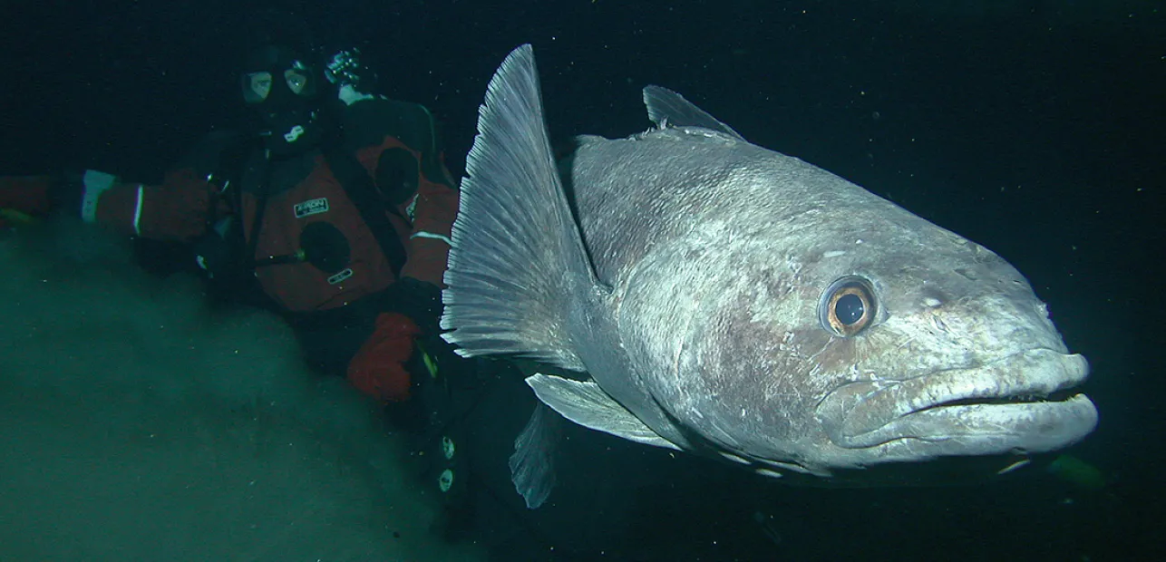 Protecting the Southern Ocean