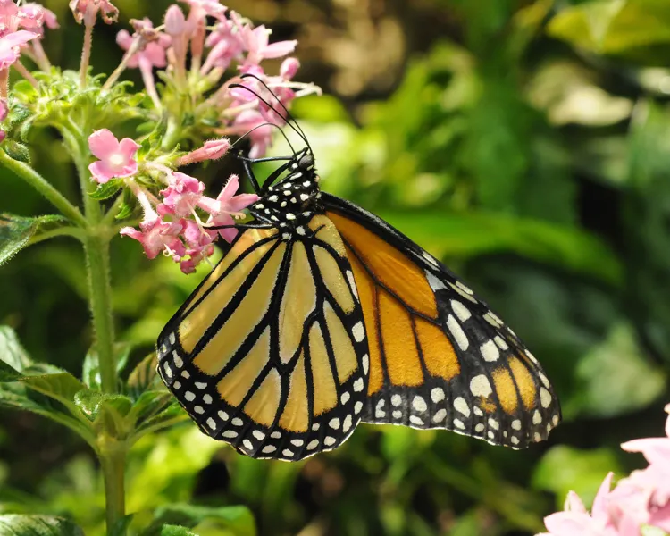 Monarch butterfly sitting on a pink flower.