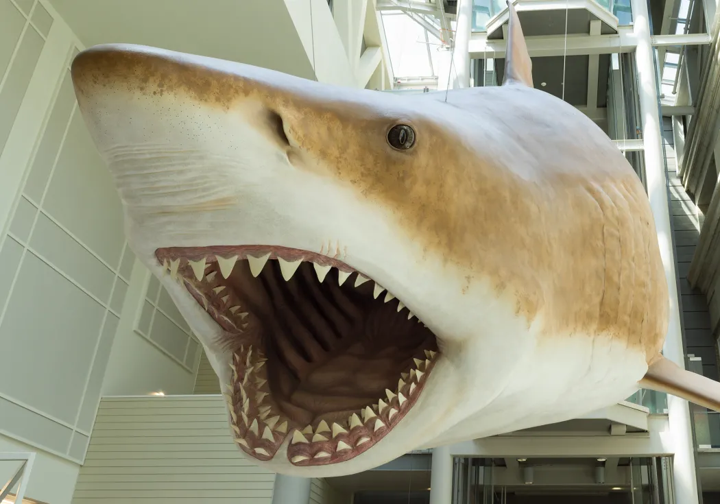An image of the megalodon model hanging from the ceiling of the Natural History Museum.
