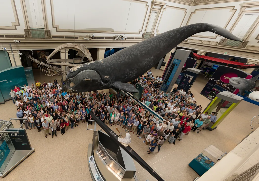 The staff of the Natural Museum of Natural History under Phoenix the whale in the Sant Ocean Hall.