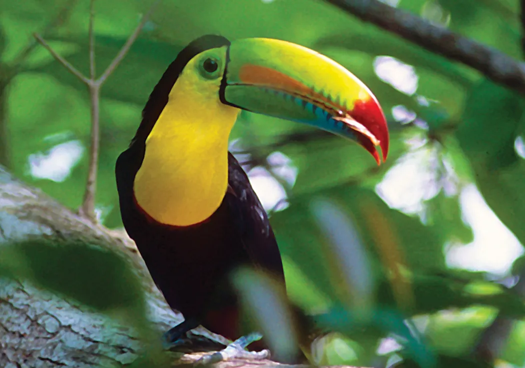 Black and Yellow Tucan in tree