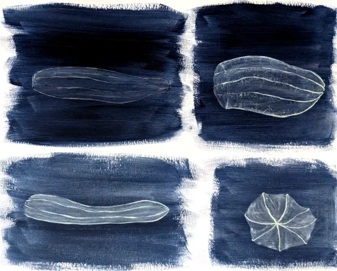 paintings of comb jelly specimens