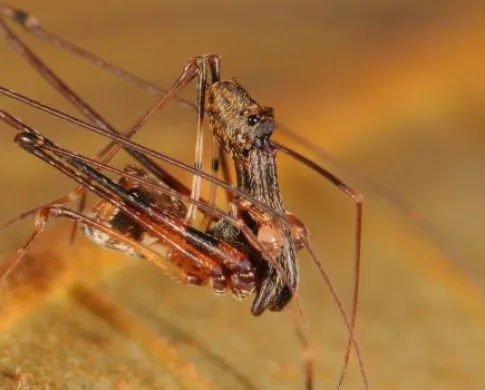 image of a pelican spider