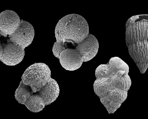 image of 5 scanning electron microscope images of foraminifera