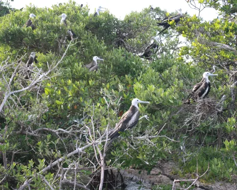 Frigate birds site on mangrove trees. 