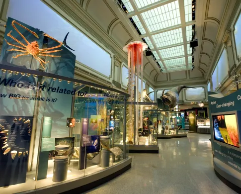 A view of the entire Ocean hall exhibit at NMNH
