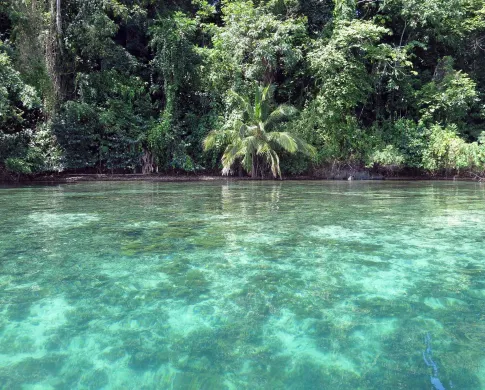 tropical trees border bright aquamarine water with shallow reefs below