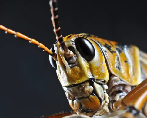 Close up of an eastern lubber grasshopper