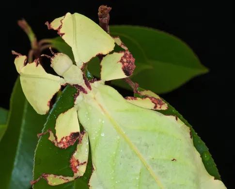Leaf insect camouflaged on a leaf
