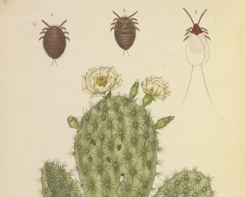 beetles above cactus