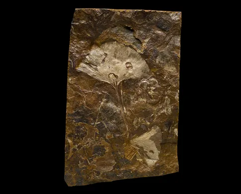 Fan-shaped, light-colored fossil leaves embedded in a block of brown rock.