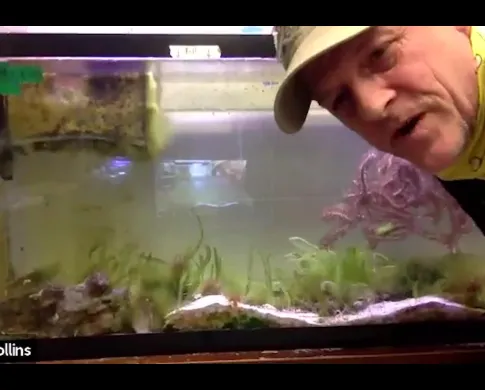 Zoologist Allen Collins, a light-skinned man wearing a tan baseball cap and leaning next to a fish tank.