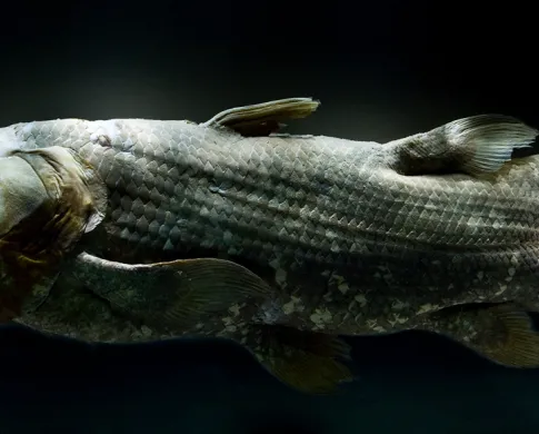 a coelacanth fish