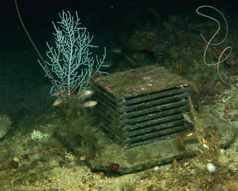 A device of stacked plates is covered with encrusting creatures similar to those growing on the sea floor around it. Small fish cover next to the device.