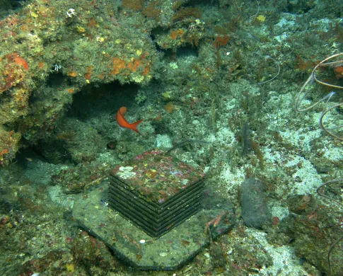 A device of stacked plates sits on the sea floor. Both the grey-brown colored device and the rocks around it are coated with splashes of pink, orange, white, green and red.