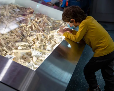 A child leaning onto a display of a bone bed to look at it more closely. The child is wearing a long-sleeved yellow shirt, dark pants, and a blue surgical mask.