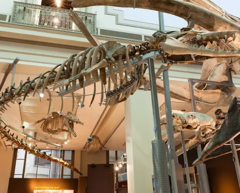 a hanging skeleton of a basilosaurus