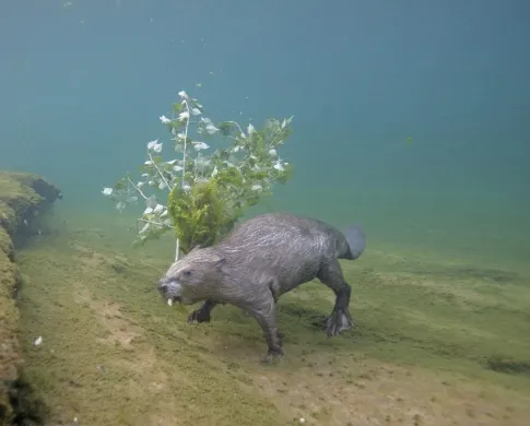 a gray beaver walking under water