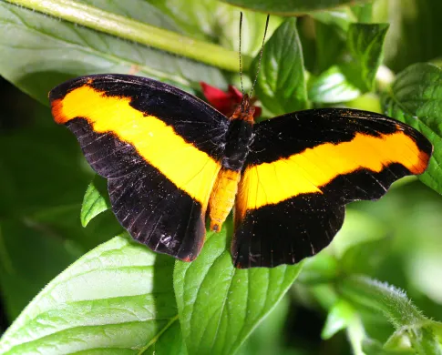 Catonephele mexicana, a black butterfly with a yellow stripe on its wings, male