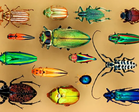 A board of colorful beetles