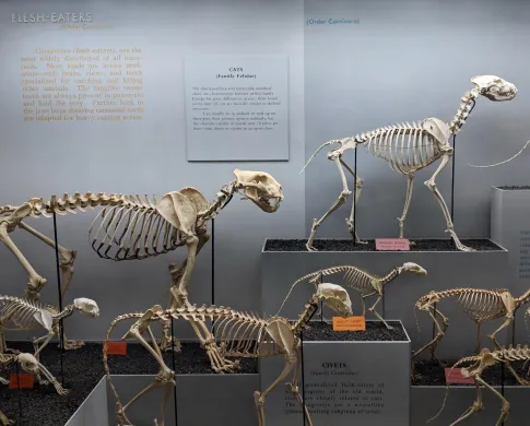 A collection of dog and cat skeletons.