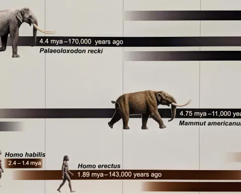 An image of the elephant family tree featured in the African Bush Elephant at the Museum. 