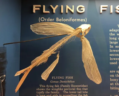 A skeleton of a flying fish in the Bone Hall