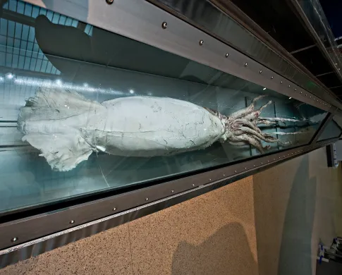 a giant squid specimen