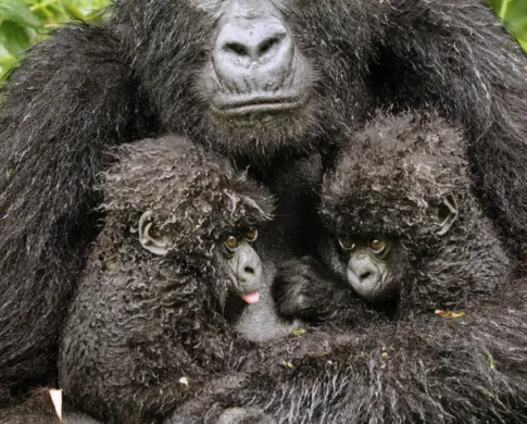 mom gorilla holding two babies
