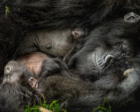 a mother gorilla cuddles with her infant