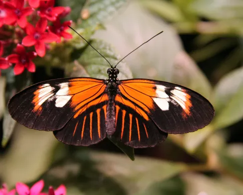 Heliconius melpomene, a black, orange, and white butterfly sitting on a green leaf