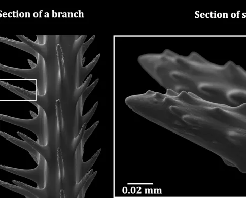 Left: Branches of Aphanipathes puertoricoensis (Horowitz & Quattrini, 2023), a branch with some subbranches and a scale showing 5 cm, with a white box over a branch indicating the section shown in the middle image. Middle: Skeleton of the branch section that has rows of skeletal spines, with a white box highlighting the area shown in the right image. Right: Close-up of skeletal spines that have little bumps or tubercles, small surface features on the spines used to identify black coral species.