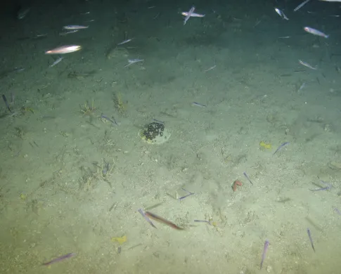 Sea slug on the ocean floor