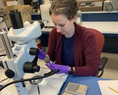 Technician Heather Shull sitting at a microscope and transferring specimen tissue to small tubes