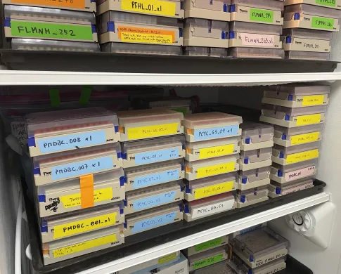 A freezer shelf is full of stacks of rectangular boxes with clear plastic lids. The boxes are labeled with shorthand project codes in multi-colored tape, and circular capped tubes are just visible through each box’s clear lid.