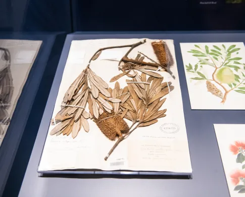  case with pressed plants and illustrations of the plants 