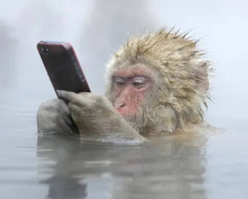 A macaque holding a cellphone while sitting in a steamy body of water 