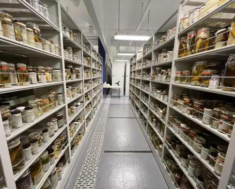 A corridor lined with shelves containing hundreds of glass specimen jars with labels. 