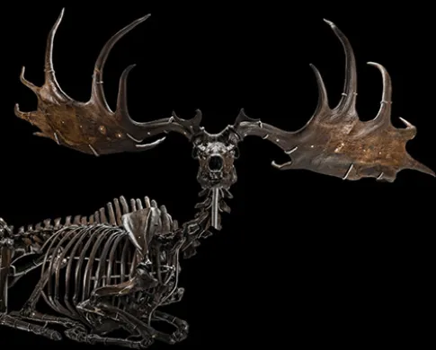 Irish elk