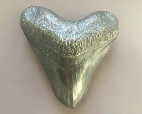 a cast of a megalodon tooth