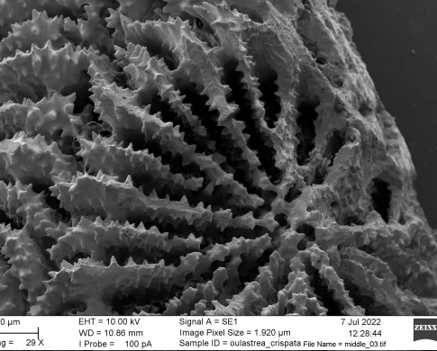 Image of microstructural features of one polyp of the colonial coral Oulastrea crispata. The image shows the intricate structures of the septa and septa ornaments of the coral. 